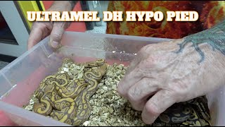 Famous Clutch Update! Ultramel DH Hypo Pied Wealth