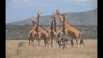 #GIRAFFE#LONGNECK#FOREST@DRSKSINGHCHANNELJAISHREERAM