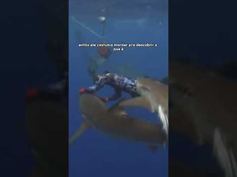 Vídeo: Como prevenir um ataque de tubarão: 12 etapas (com fotos)