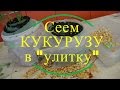 Сеем кукурузу в "улитку".