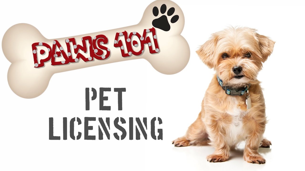 Paws 101:  Pet Licensing