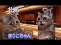 【関係崩壊】87歳長老の孫から禁断発言!?一体何が… #猫マニ #猫ミーム