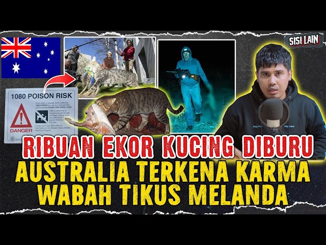 RIBUAN KUCING DIBUN*H LALU WABAH TIKUS MENYERANG AUSTRALIA class=