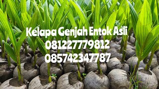 Kelapa Genjah Entok Asli, Bibit Kelapa Genjah Entok Asli Kebumen,  @AFFANBIBITPURWOREJO