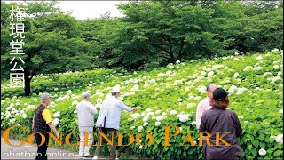 Hydrangea (Ajisai) of Gongendo Park  Saitama 権現堂公園  Japan walk video | #4k #hydrangea #権現堂公園