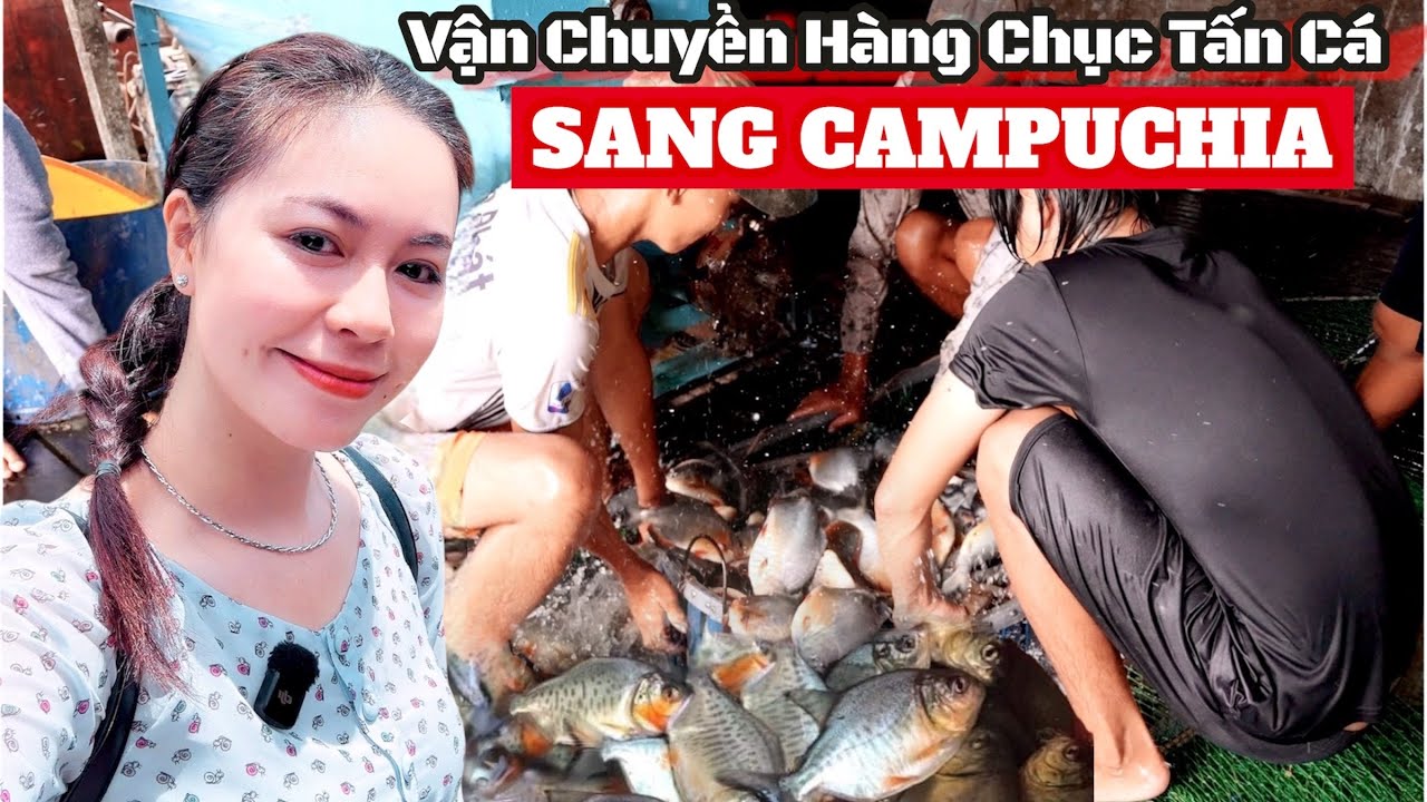 Vận chuyển qua biên giới Campuchia hơn chục Tấn Cá Chim | Mekong River Fishing Adventure | VIỆT NAM