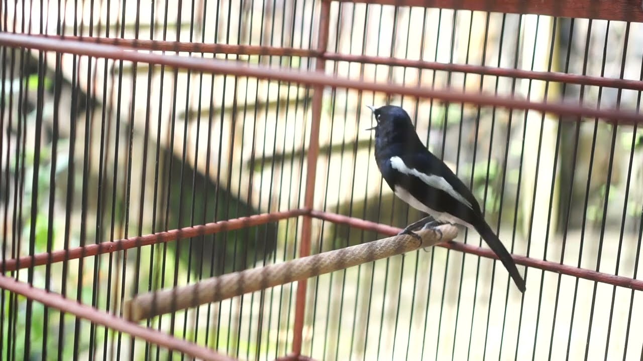 KACER GACOR || TERAPI BURUNG KACER MACET BUNYI - MASTERAN KACER #kacerfullisian