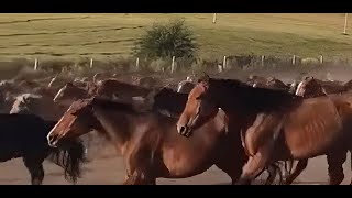 running horses wallpape screenshot 5