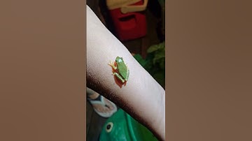 AWESOME little TREE FROG we caught in the YARD. #frog #shortvideo #shortsvideo #shortsfeed