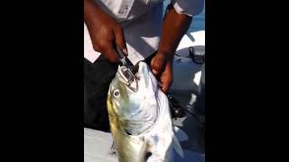 Fishing in Jamaica, Kingston harbour