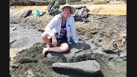 Rare Dolphin Skull Found Along Calvert Cliffs