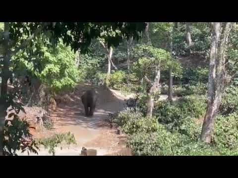 Elephant Charges at Autorickshaw and the Driver Flees Leaving Vehicle Behind