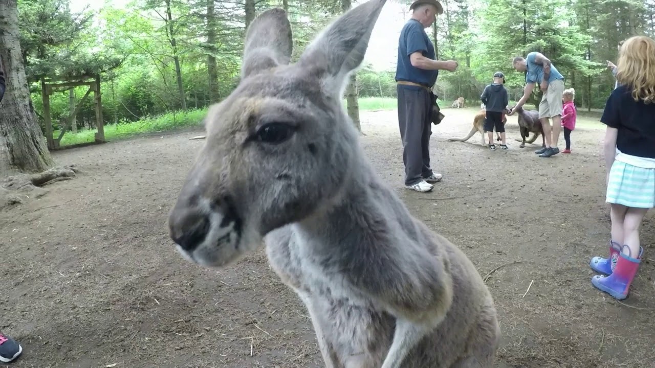 Outback Kangaroo Ranch #2 - YouTube