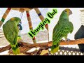 Some outdoor perch time for the parrots... just hanging out