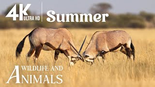 Wild Summer Animals 4K🌿Captivating wildlife encounters during the sunny season with relaxing music