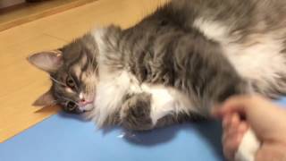 パズルを初めて見た猫 ノルウェージャンフォレストキャットCat saw puzzles for the first time.Norwegian Forest Cat.
