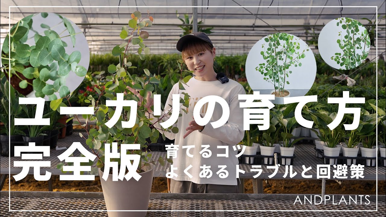 【初心者向け】ユーカリの育て方完全ガイド｜育て方のポイントやよくあるお困りごとを解決！