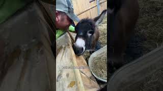 Henry the Donkey Revived the Spirits of the Couple#shorts #animals #donkey #heartwarming #love