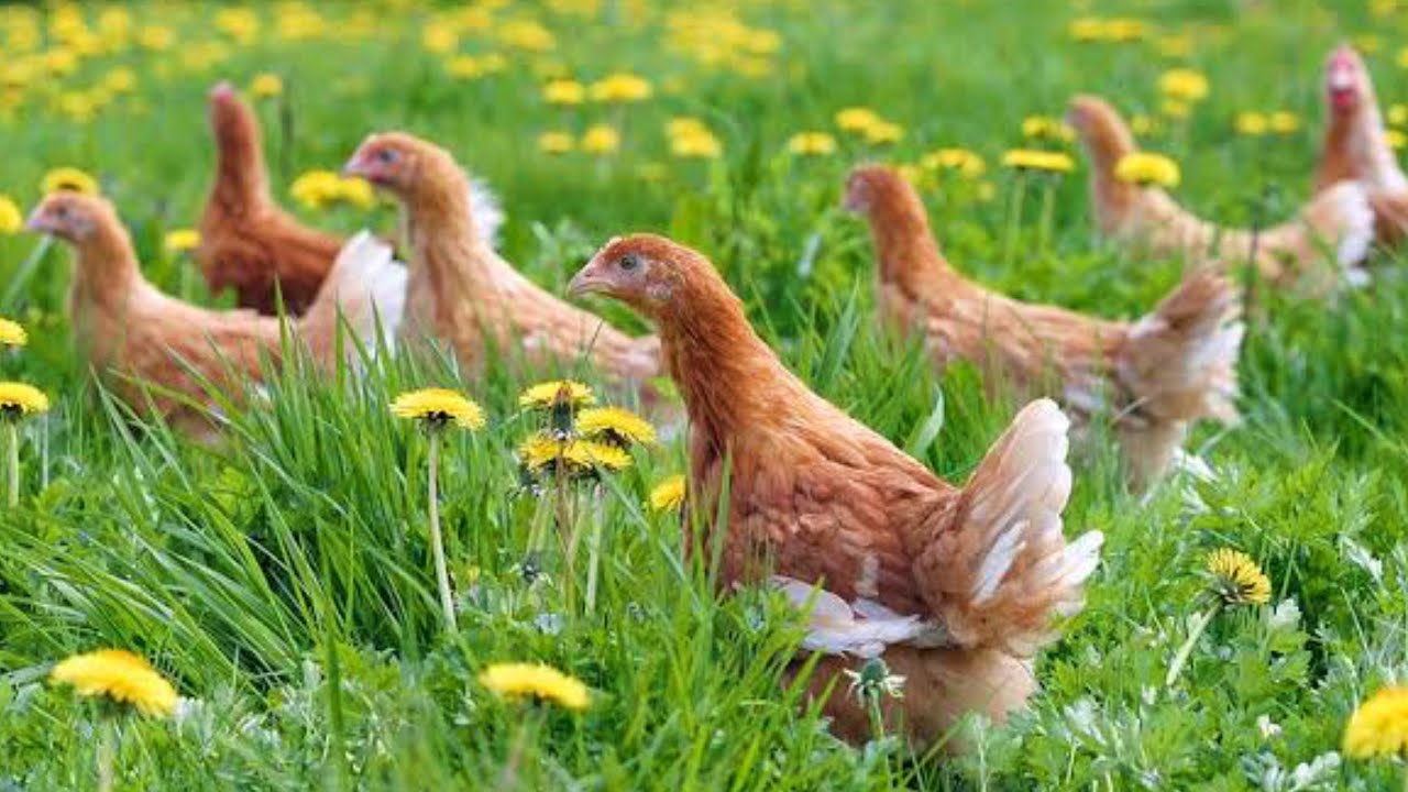 Chicken Farming for Beginners: Easy Guide to Start Raising Chickens ...
