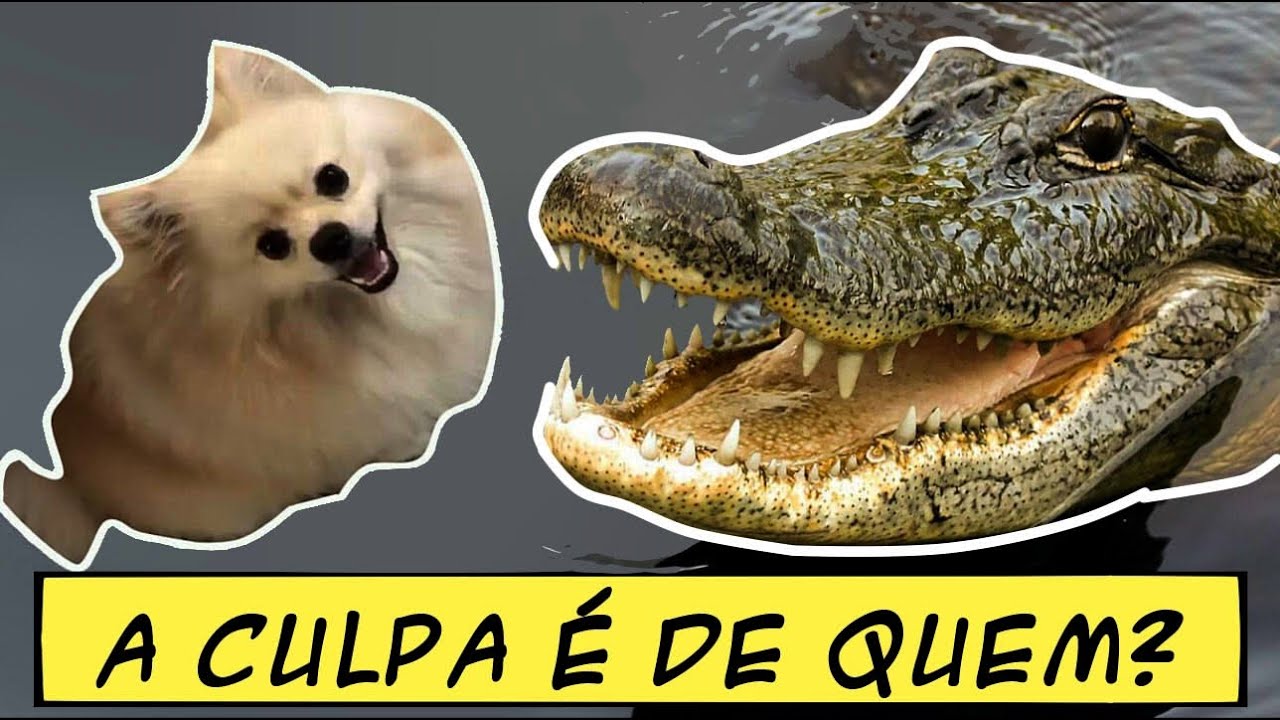 Perro Cachorro Meme Moda Perro De Los Stickers Hd Png