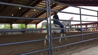 9. Western Showmanship Walk Trot