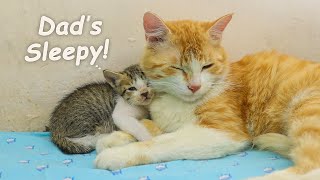 Adopted Kitten met his SLEEPY Foster DAD CAT who Passed Out, SCARED KITTEN Nursed by Foster MOM CAT