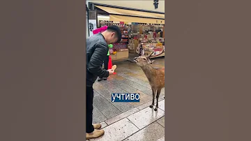 Очень ВЕЖЛИВЫЙ ОЛЕНЬ кланяется прохожим за печеньки