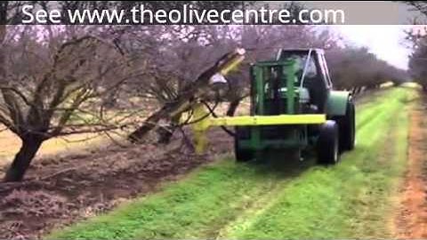 How to skirt prune your orchard with a Collard Mechanical Pruning Machine by The Olive Centre