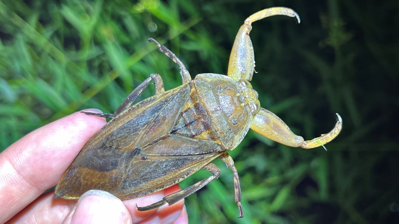 10年ぶりの再会】絶滅したと思った希少な水生昆虫「タガメ」が