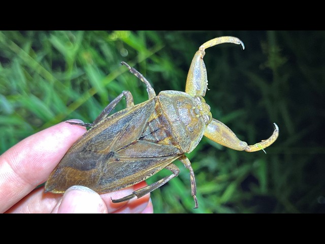 10年ぶりの再会】絶滅したと思った希少な水生昆虫「タガメ」が