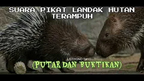 SUARA LANDAK JAWA teman berburu PALING CEPAT