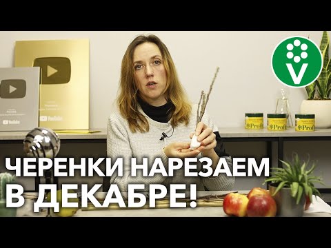 Пригодится каждому садоводу! Как заготовить и сохранить черенки для весенней прививки?