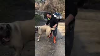 KANGAL İLE GÜREŞEN ADAM