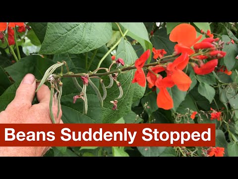 Video: Reasons For Beans With Blossoms But No Pods