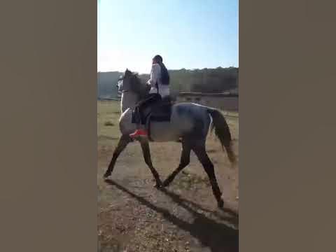 Дочка катается на лошади - YouTube