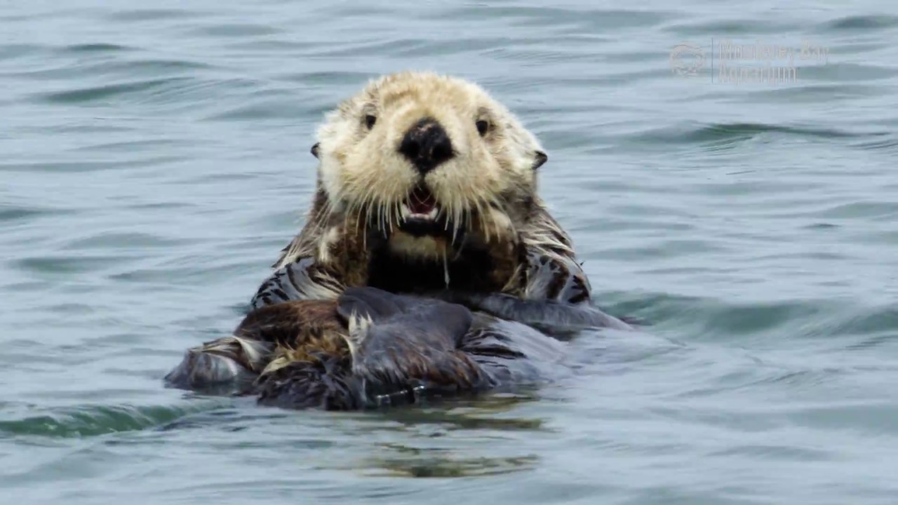 Image result for sea otter