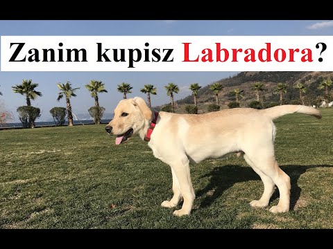 Wideo: Jak Wybrać Labradora