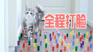 缅因猫挑战200个障碍物没想到竟然是这种结果智商令人担忧