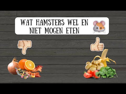 Video: Wat Kunnen Hamsters Eten? Wortelen, Druiven, Tomaten En Meer