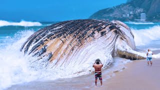 15 Biggest Sea Monsters Ever 15 Biggest Sea Monsters Ever