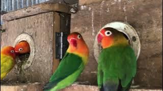 Lovebirds sounds : Love birds lifestyle 🦜💚 #lovebirds #parrots #birdsounds #cutlovebirds