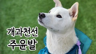 Introducing a dog friend - Jindo Mix Chow Yun-fat by 나렝아치 NaRengAchi 13,513 views 2 months ago 14 minutes, 36 seconds