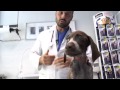 Nuestas Mascotas   Parvovirosis canina en Vitalvet