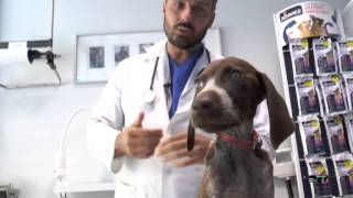 Nuestas Mascotas   Parvovirosis canina en Vitalvet