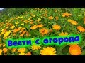 ВЕСТИ С ОГОРОДА//деревенские будни