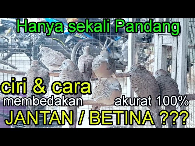 CUKUP SEKALI PANDANG PASTI TAU...CIRI PERKUTUT JANTAN/BETINA #perkututsimbah class=