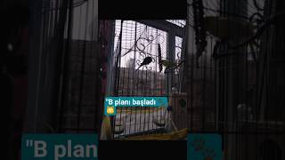 Abunə olun ❤️planlı pişiklərimə 🔥#catshorts #dəcəlpişiklər#aztube