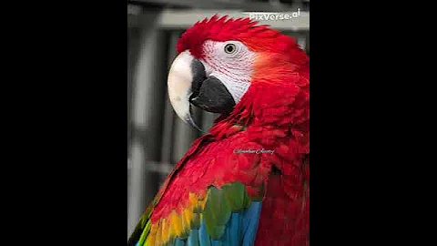beautiful green wings macaw
