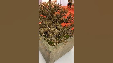 Triển lãm triệu điền 2025