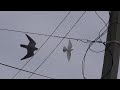 Сокол Сапсан полетел в покрытие за голубями. Falcon Peregrine falcon flew high for pigeons